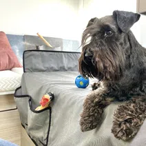 Köpek yatağı